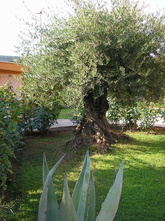 Al Vecchio Olivo Bed & Breakfast Frascati Exterior photo