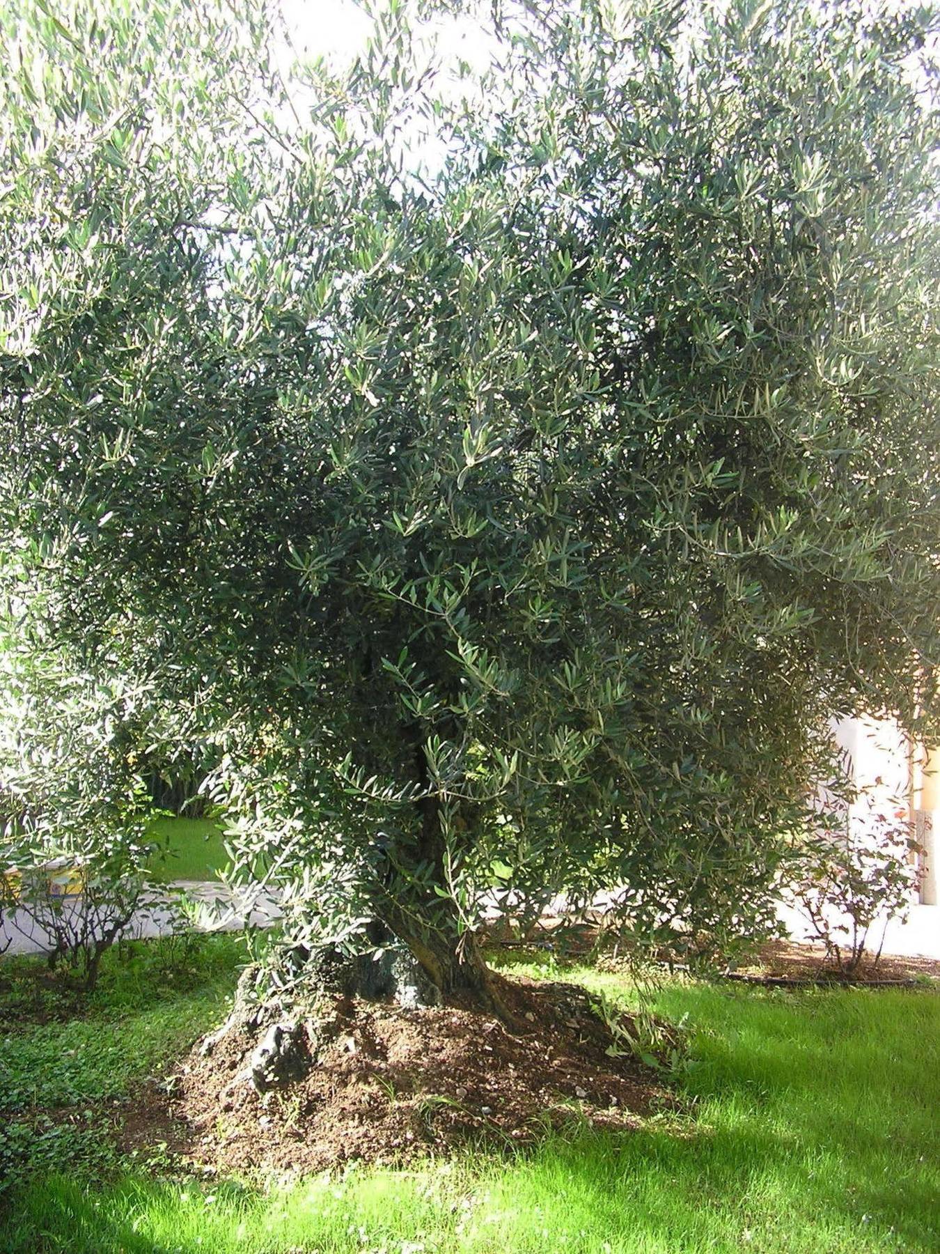 Al Vecchio Olivo Bed & Breakfast Frascati Exterior photo